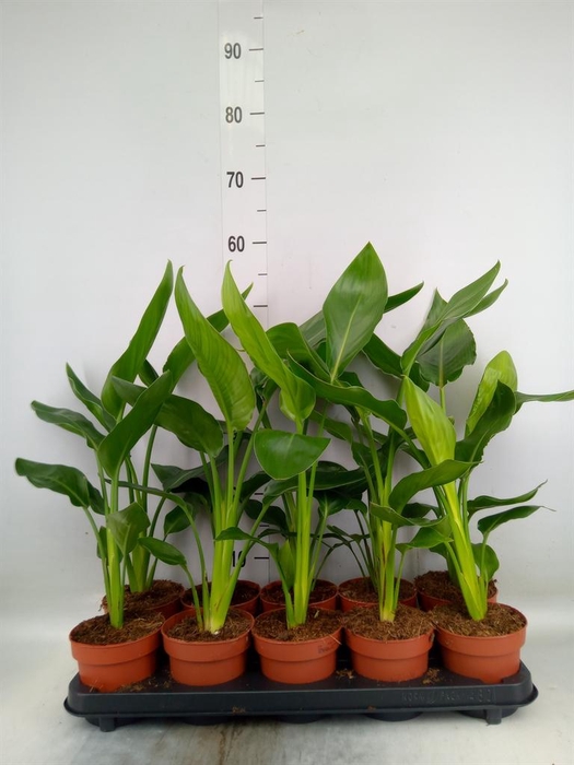 <h4>Strelitzia reg. ...no flowers</h4>