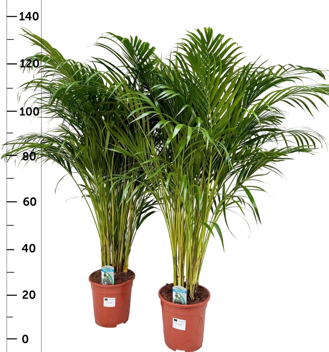 <h4>DYPSIS LUTESCENS</h4>
