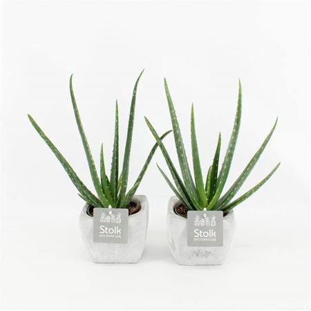 <h4>Aloe Vera In Grey Stone Keramiek</h4>