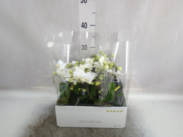 <h4>Phalaenopsis multi.   ...white</h4>