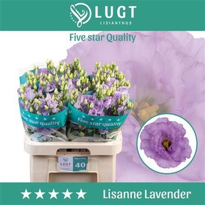 Eus G Lisanne Lavend [ Lugt ]