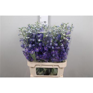 Delph Du Guard Blue