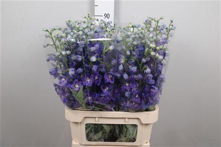 <h4>Delph Du Guard Blue</h4>