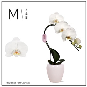 Mimesis Phal. Swan White - 1 spike 7cm in Martine White Ceramic