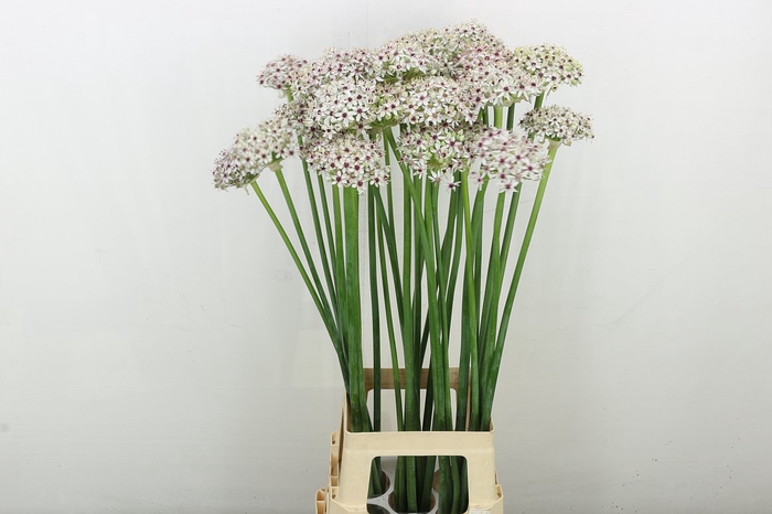 <h4>Allium Silverspring</h4>