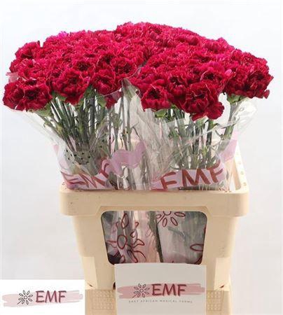 <h4>Di St Yukari Violet</h4>