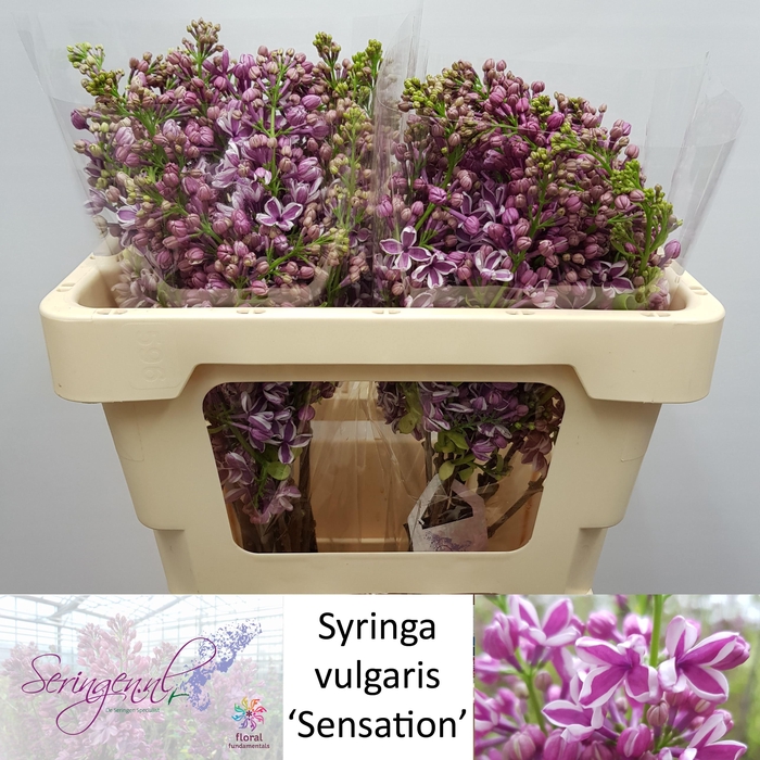 <h4>SYR V SENSATION</h4>