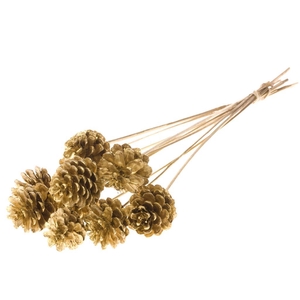 Pine C 5-7 O/s Gold