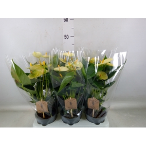 Anthurium andr. 'Vanilla'