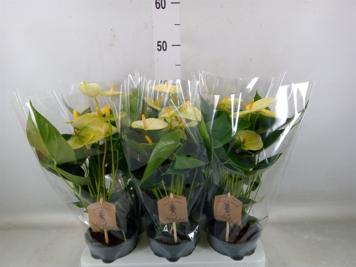 <h4>Anthurium andr. 'Vanilla'</h4>
