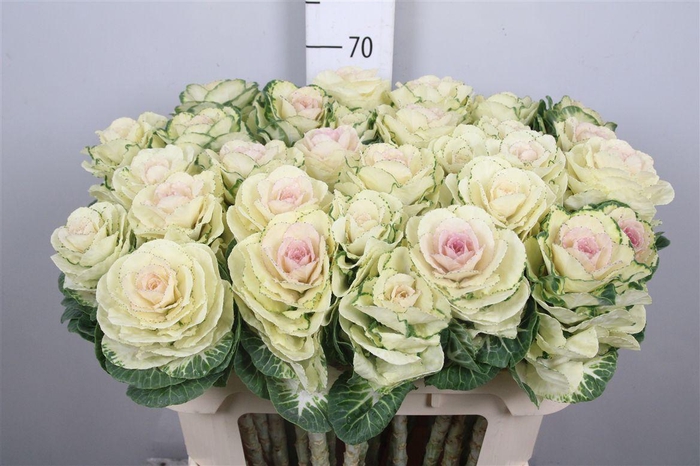 <h4>Brass White Crane</h4>