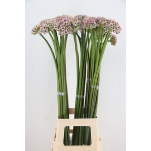 ALLIUM SILVERSPRING