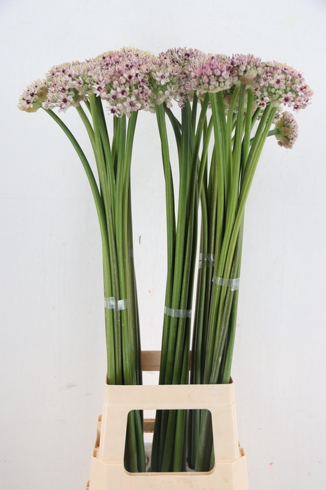 <h4>ALLIUM SILVERSPRING</h4>