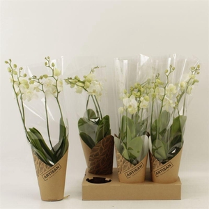 PHAL AN INVERNESS