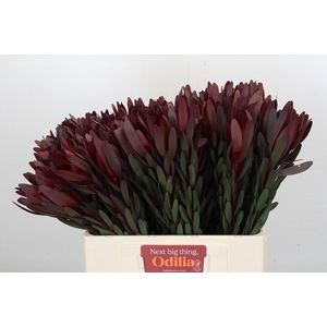 Leucadendron Saf Sunset Dark Red