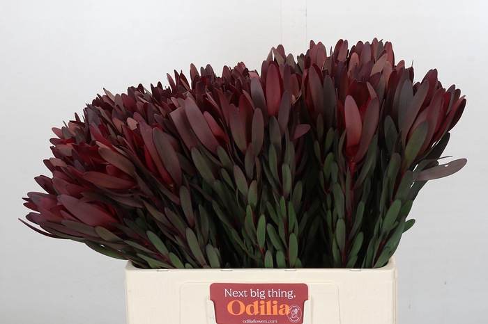 <h4>Leucadendron Saf Sunset Dark Red</h4>