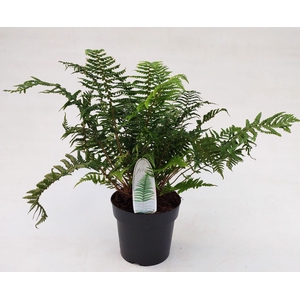 Dryopteris affinis