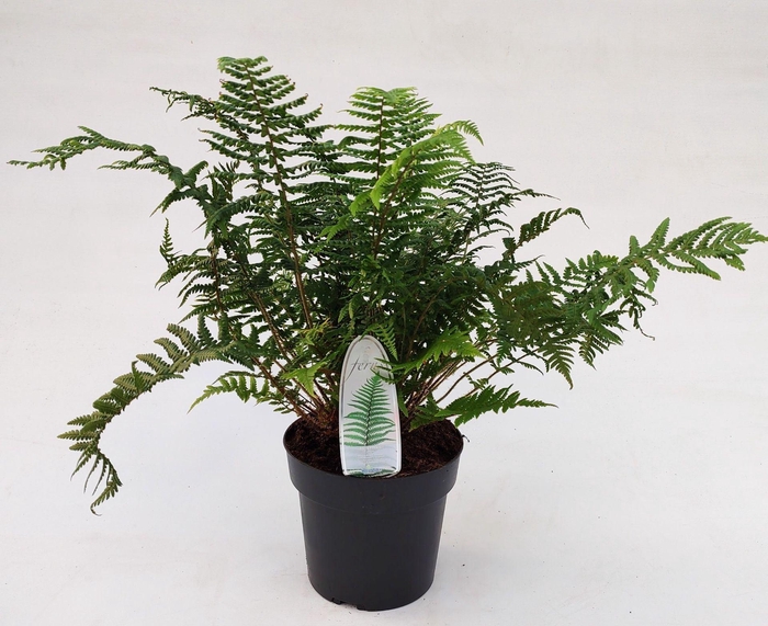 <h4>Dryopteris affinis</h4>