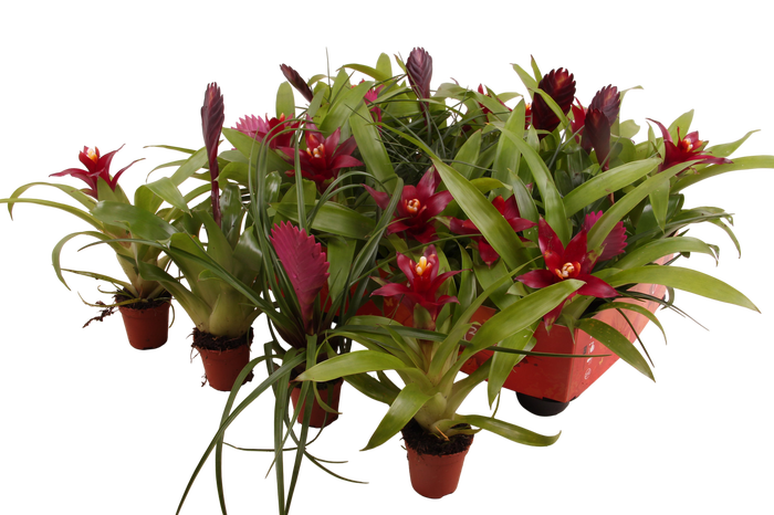 <h4>BROMELIA GEM</h4>