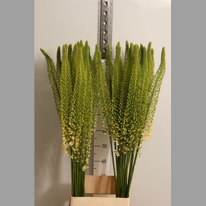 Eremurus White Be Fa