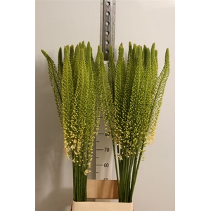 Eremurus White Be Fa