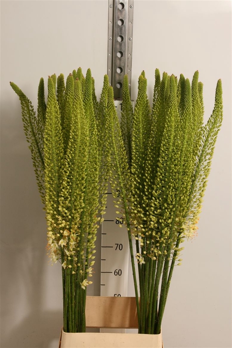 <h4>Eremurus White Be Fa</h4>