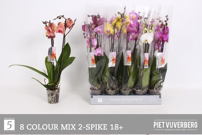 <h4>PHAL GEM 8 KL</h4>