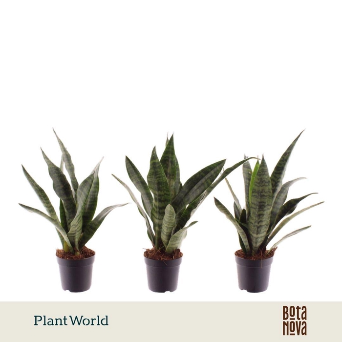 <h4>Sansevieria Black Coral 7 cm</h4>