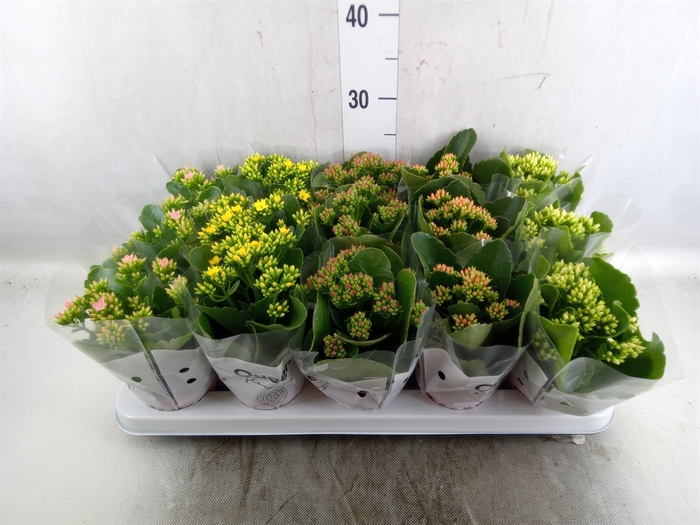 <h4>Kalanchoe blos.   ..mix 5</h4>