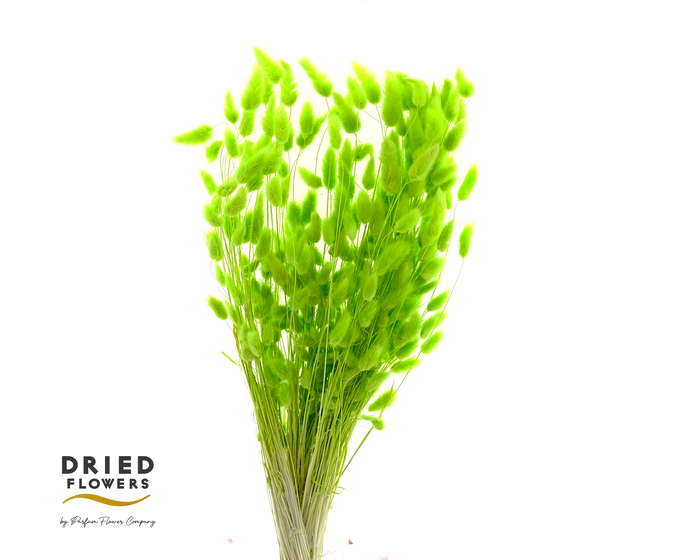Dried Bleached Lagurus Green 100gr