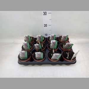 Fritillaria meleagris