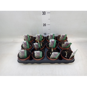 Fritillaria meleagris