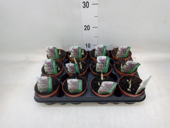 Fritillaria meleagris