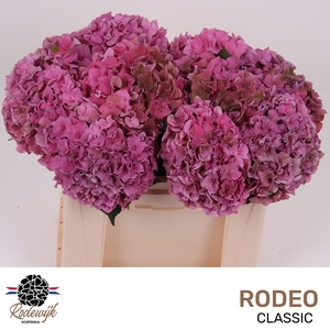 HYDR M CH RODEO CL
