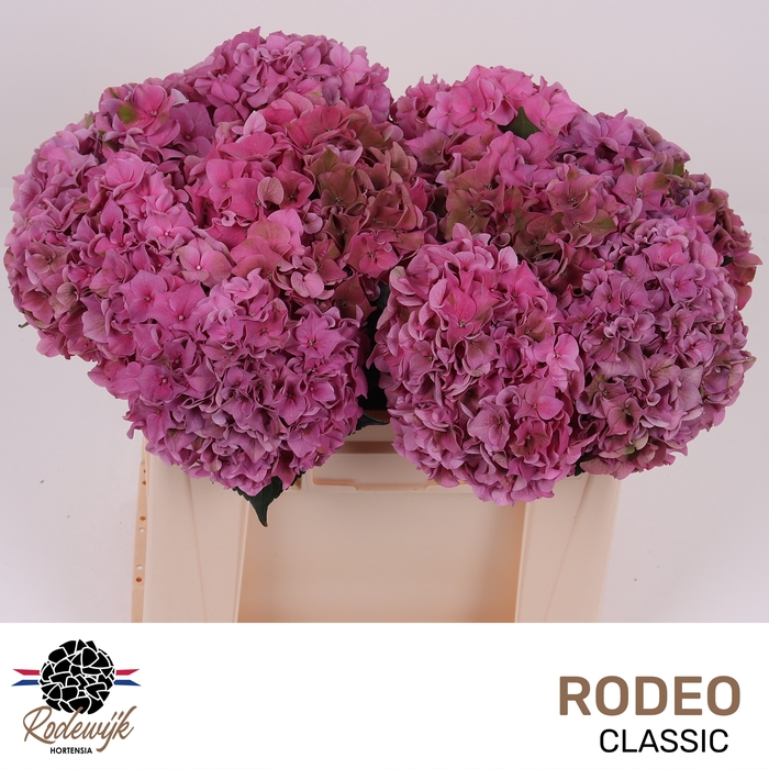 <h4>HYDR M CH RODEO CL</h4>
