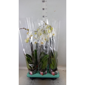 Phalaenopsis   ...