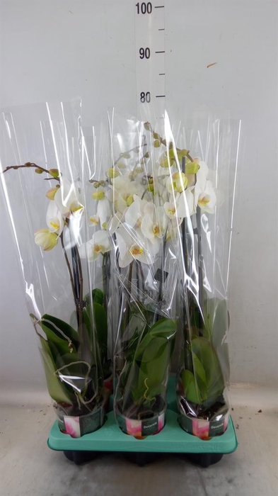 <h4>Phalaenopsis ...</h4>