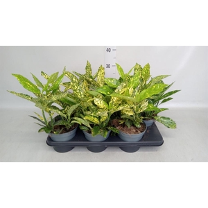 Aucuba japonica   ...