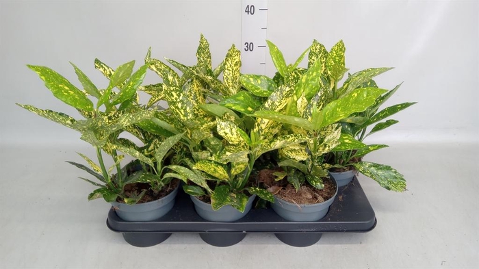<h4>Aucuba japonica   ...</h4>