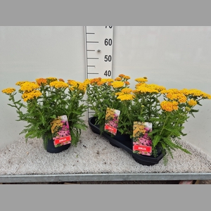 ACHI MILLEFOLIUM