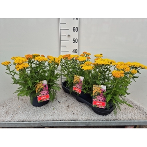 ACHI MILLEFOLIUM