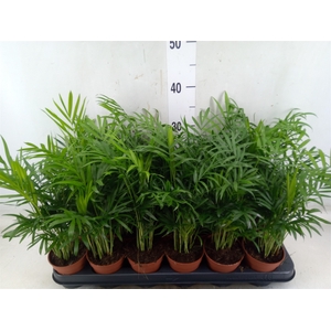 Chamaedorea elegans