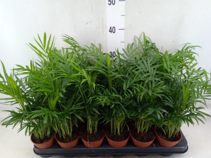 <h4>Chamaedorea elegans</h4>