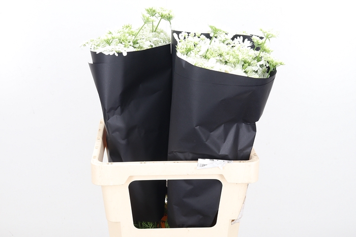 <h4>Orlaya Grandfl White</h4>