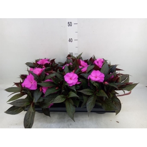 Impatiens NG 'Tamarinda Violet'