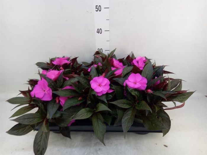 <h4>Impatiens NG 'Tamarinda Violet'</h4>