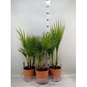 Washingtonia filifera