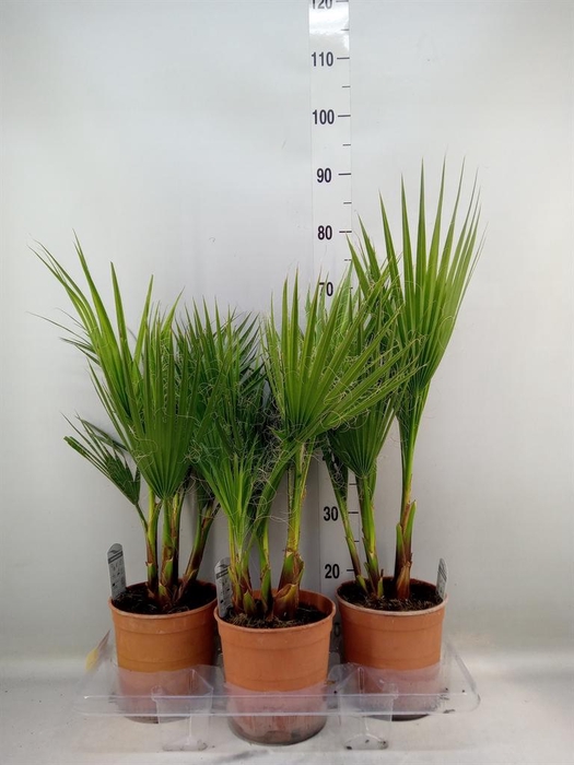<h4>Washingtonia filifera</h4>