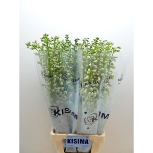 Delph Guardian White Kisima