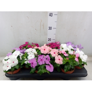 Catharanthus ros.   ...mix